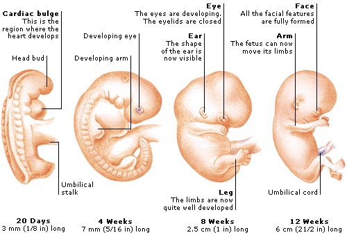 1-trimester-1