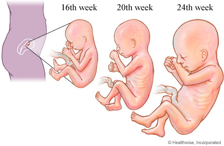 2-trimester-1