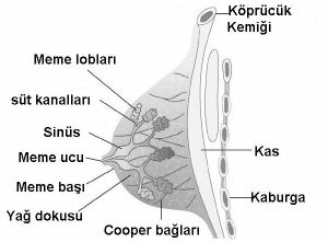 meme-kanseri-1